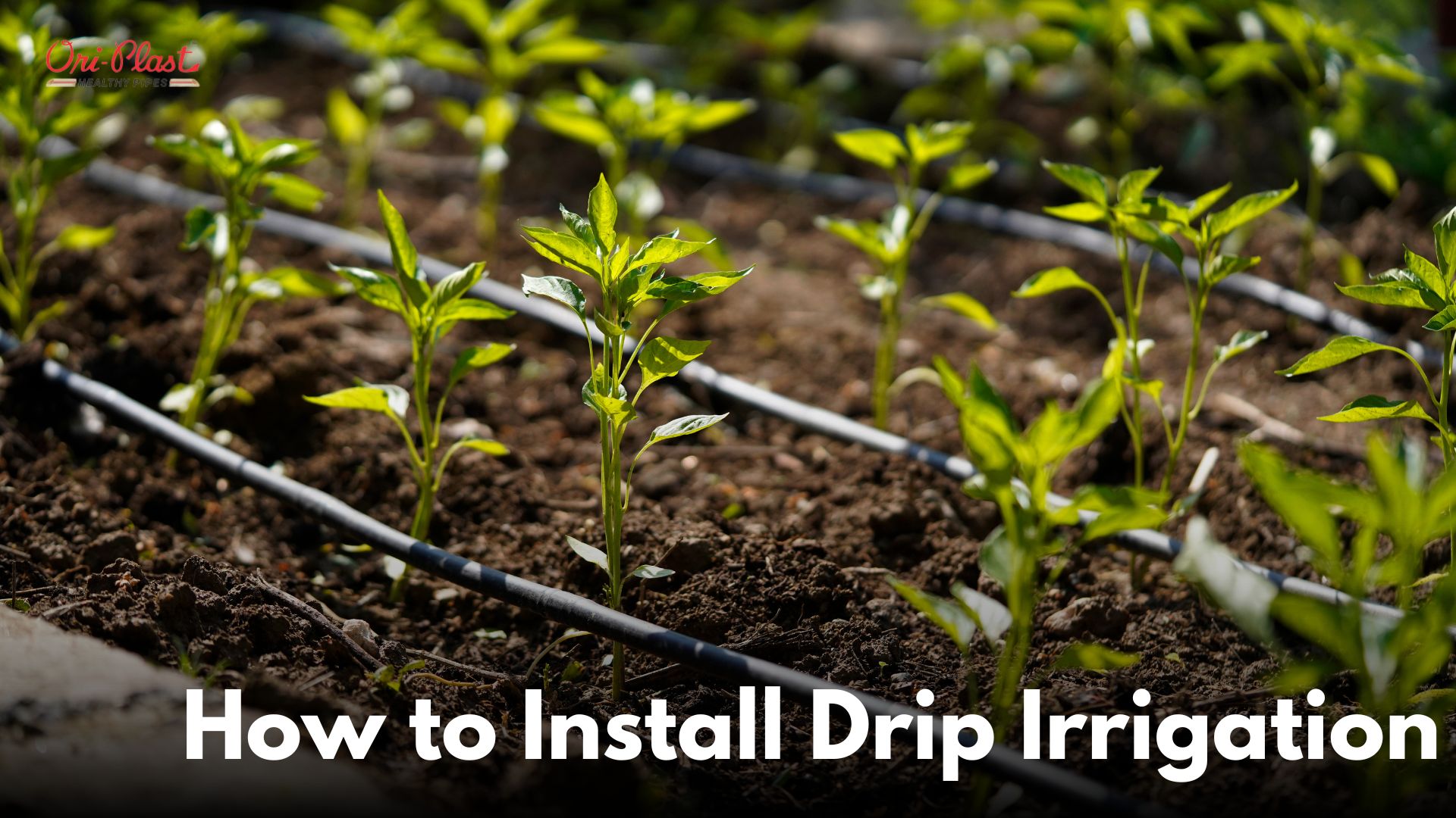 How to Install Drip Irrigation