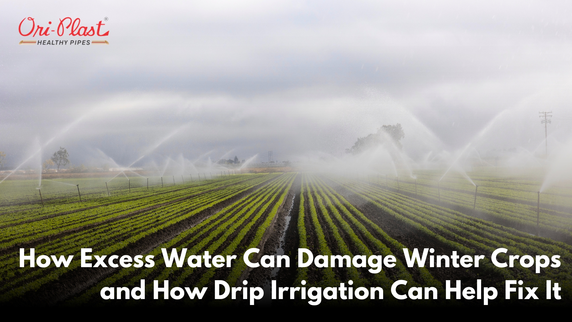 How Excess Water Can Damage Winter Crops and How Drip Irrigation Can Help Fix It