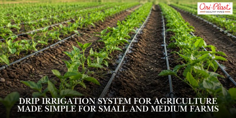 Drip irrigation system for agriculture set up in neat crop rows across a small-scale farm.